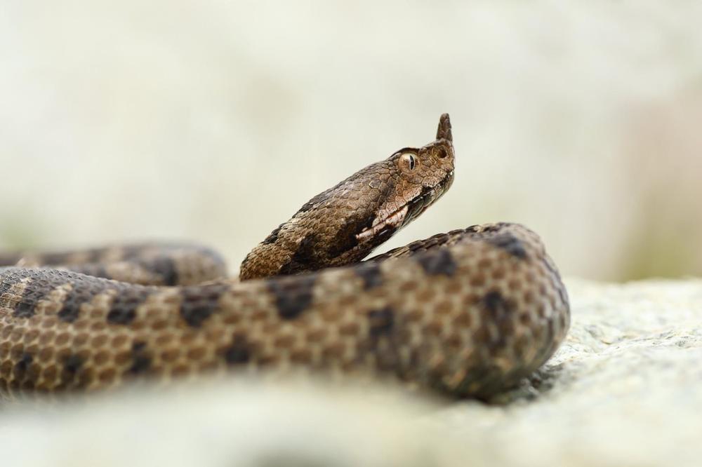 šta znači sanjati zmiju ?