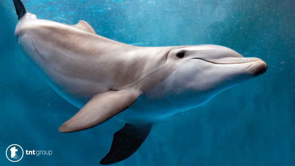 šta znaci sanjati delfina