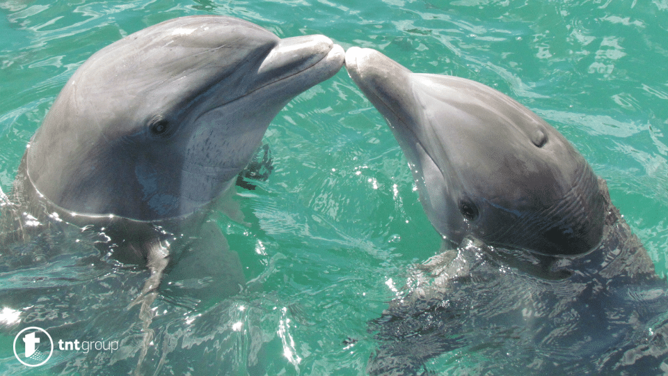 šta znaci sanjati delfina