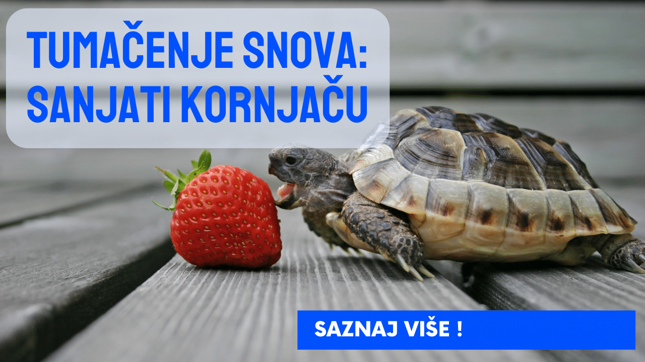 Sanovnik kornjača – Šta znači sanjati kornjaču?
