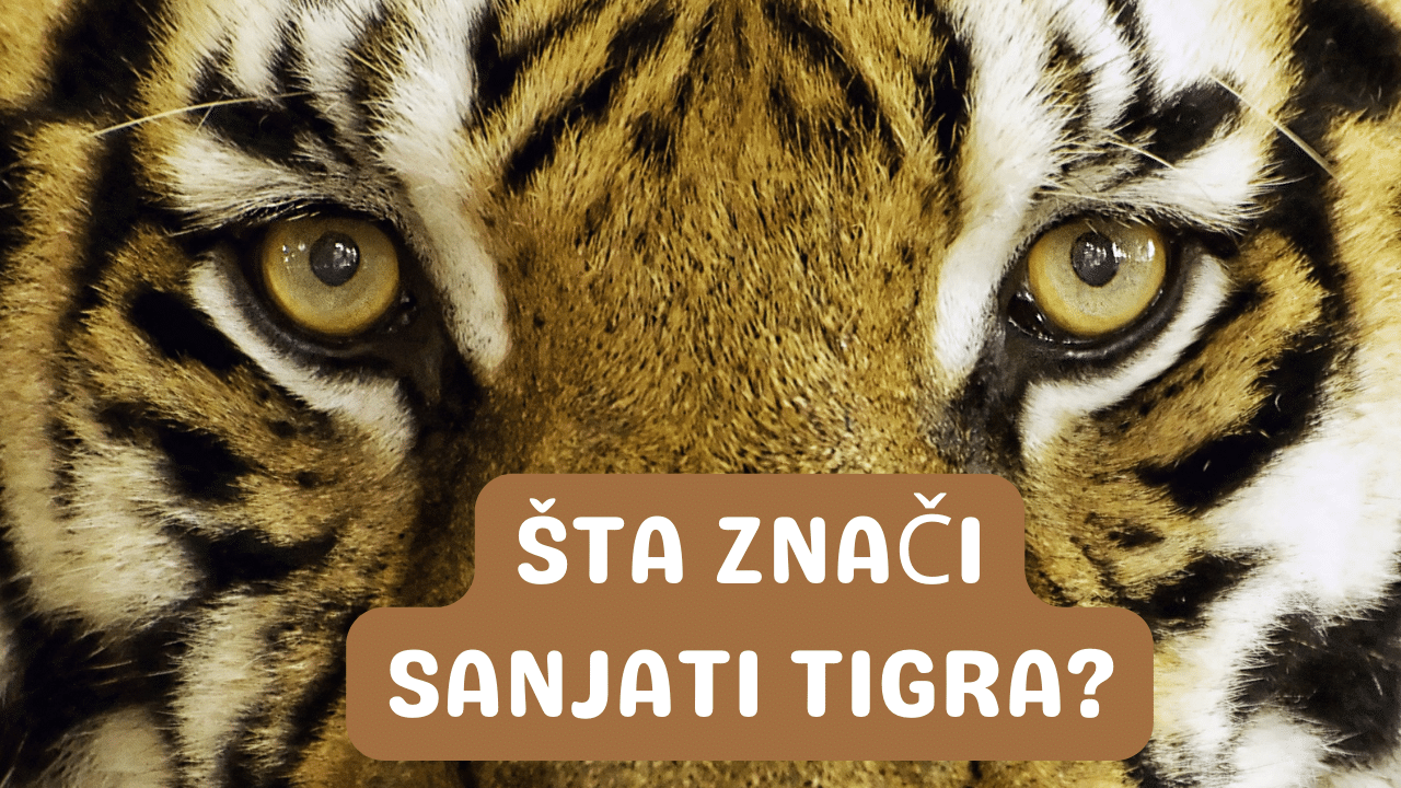 Sanovnik tigar – Šta znači sanjati tigra?