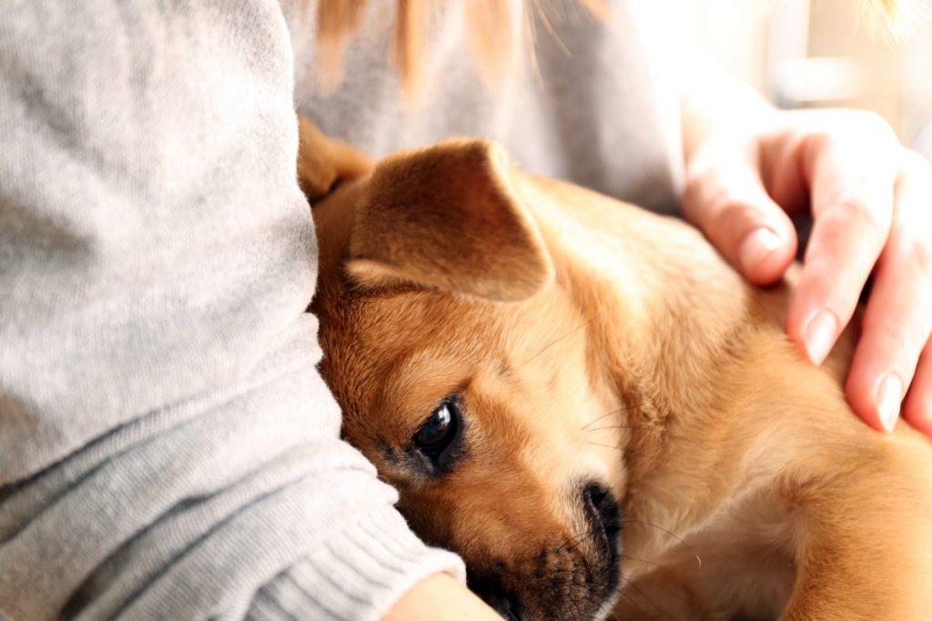 tjeskoba odvajanja kod psa - šta je i kako je liječiti?