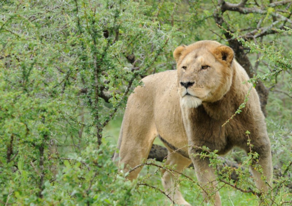 kako lavovi formiraju grivu?